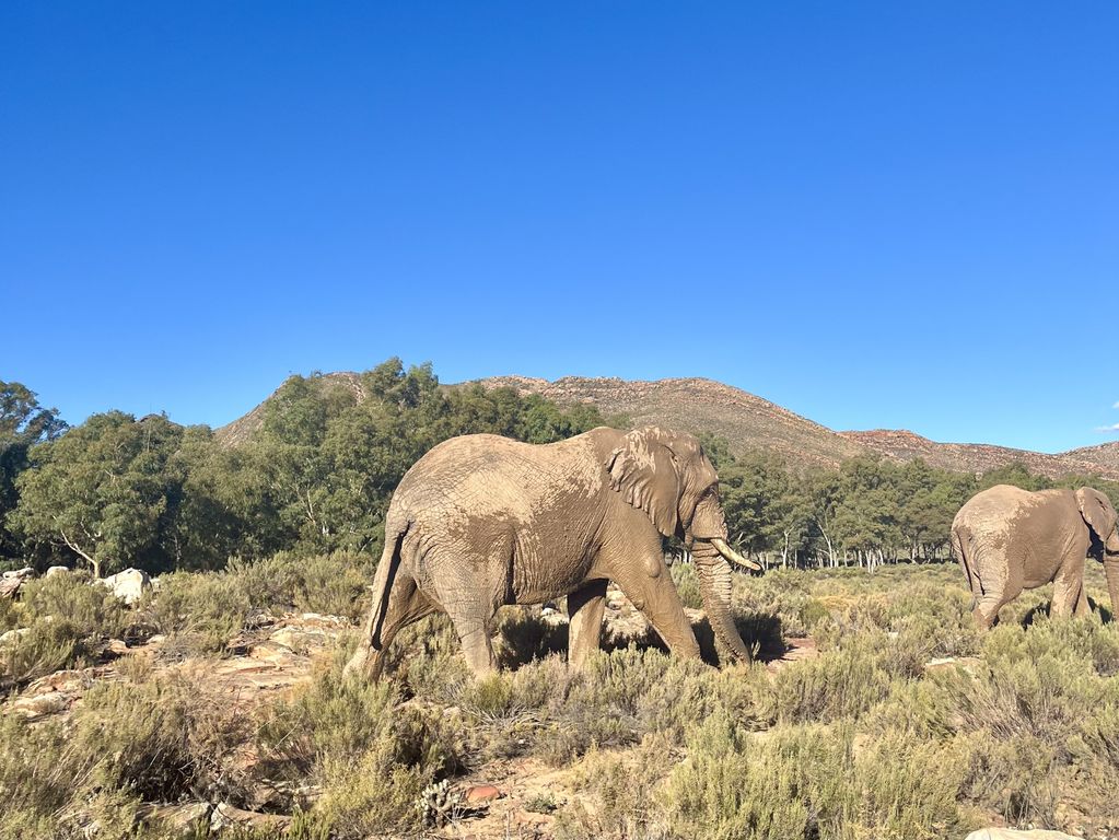 Kruger NP olifanten Zuid Afrika groepsrondreis 1